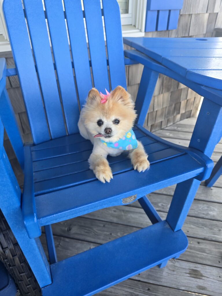 SandbUKet * Oceanside* Dog Friendly* Heart of KDH